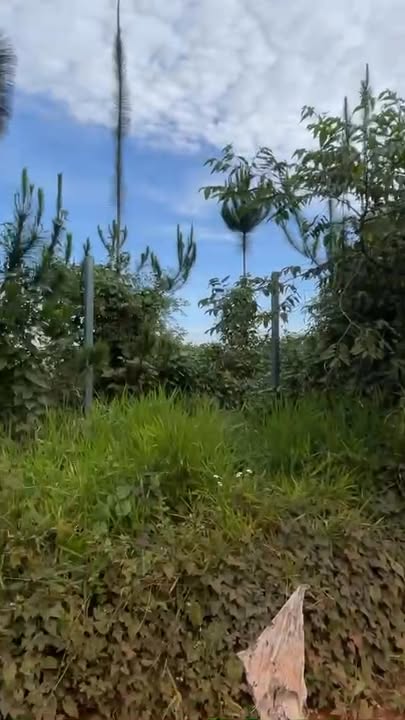 Đất thổ cư tại Tân Thượng, Di Linh 1254m² giá 650 triệu - Cơ hội đầu tư tuyệt vời!