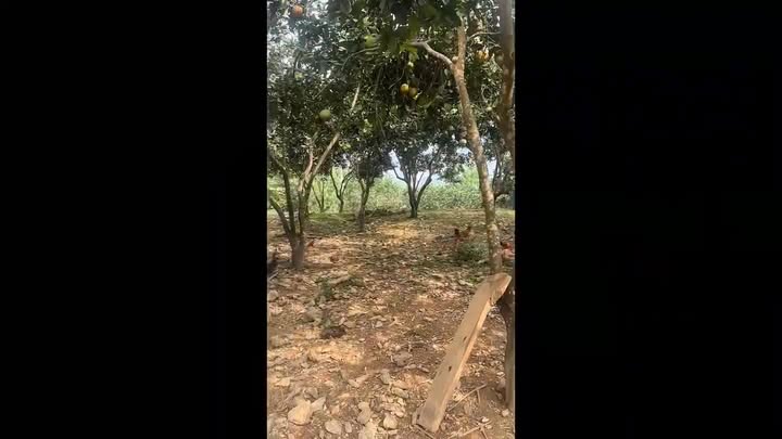 Đất rừng sản xuất 86.092m² tại Ngọc Lập, Yên Lập, Phú Thọ - Cơ hội đầu tư lý tưởng!