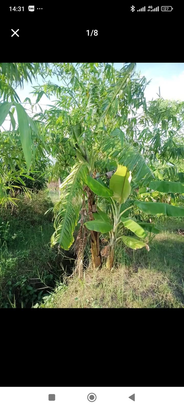 Cho thuê Farm vườn tre Tứ Quý 1000m² chỉ 3.5 triệu - Đầu tư sinh lời ổn định!