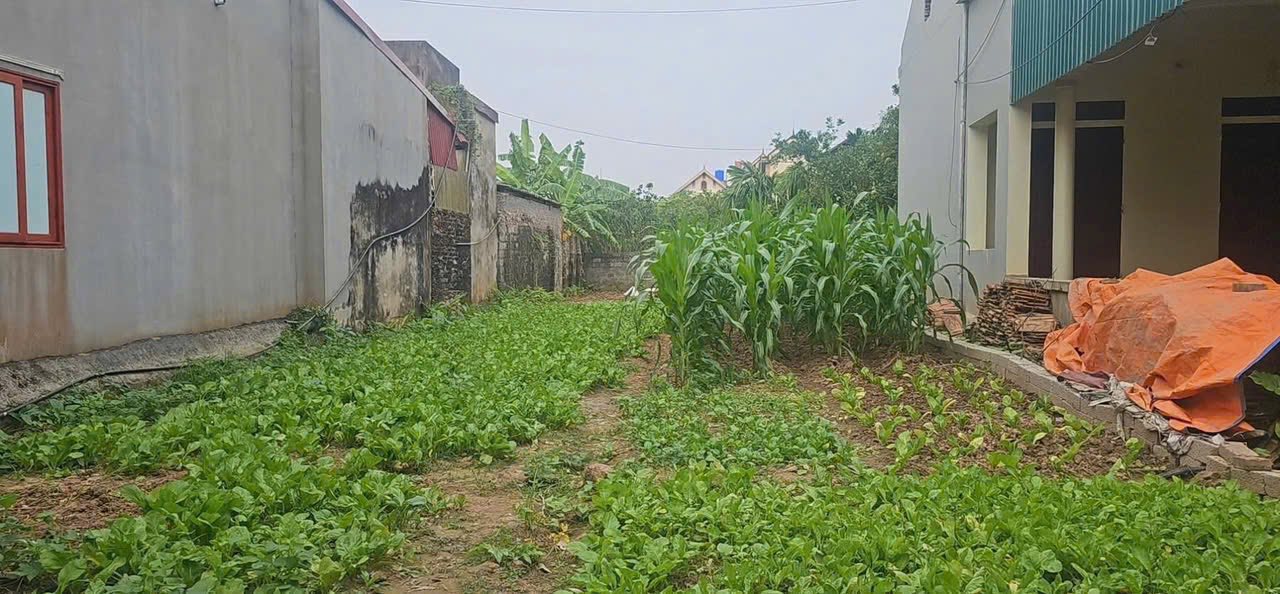 Đất nền xã Đức Hợp, Huyện Kim Động 200m² giá 2 tỷ - Cơ hội đầu tư tuyệt vời!