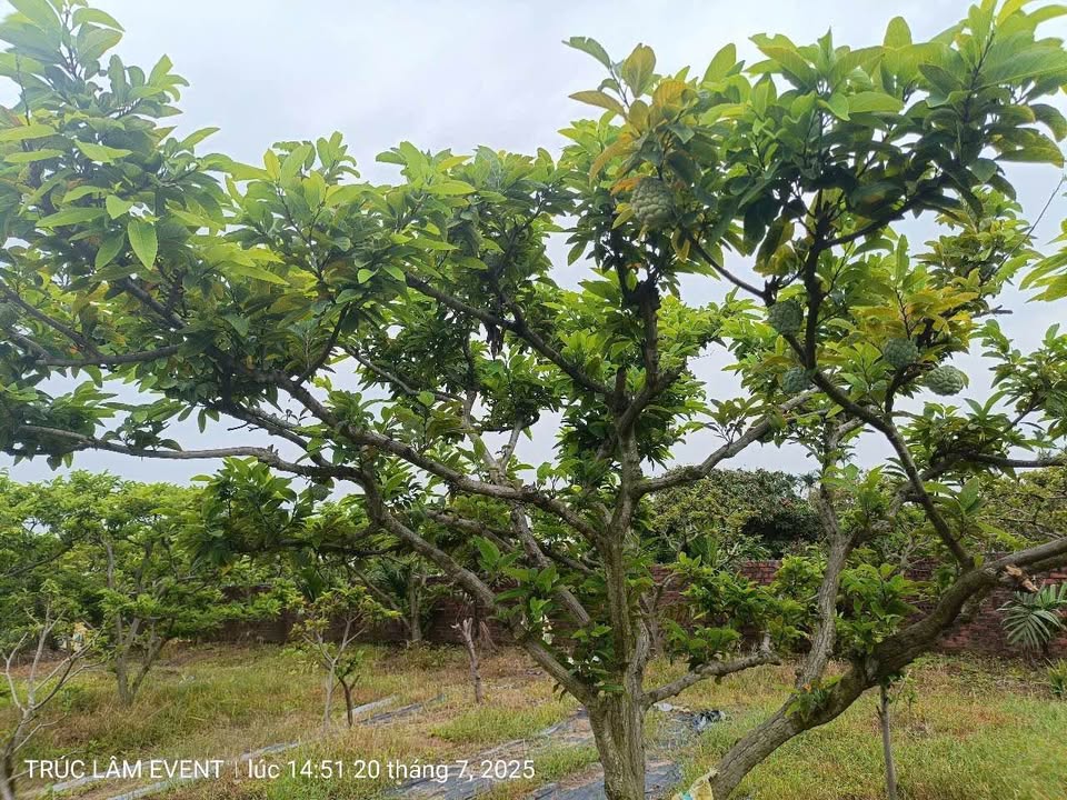 Đất nông nghiệp 8923m² An Sinh, Đông Triều - Giá chỉ 2.4 tỷ!