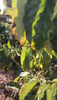 Đất nông nghiệp cho thuê tại xã Ea Ktur, Cư Kuin - Diện tích 500 cây cà - Giá chỉ 350 triệu/năm!