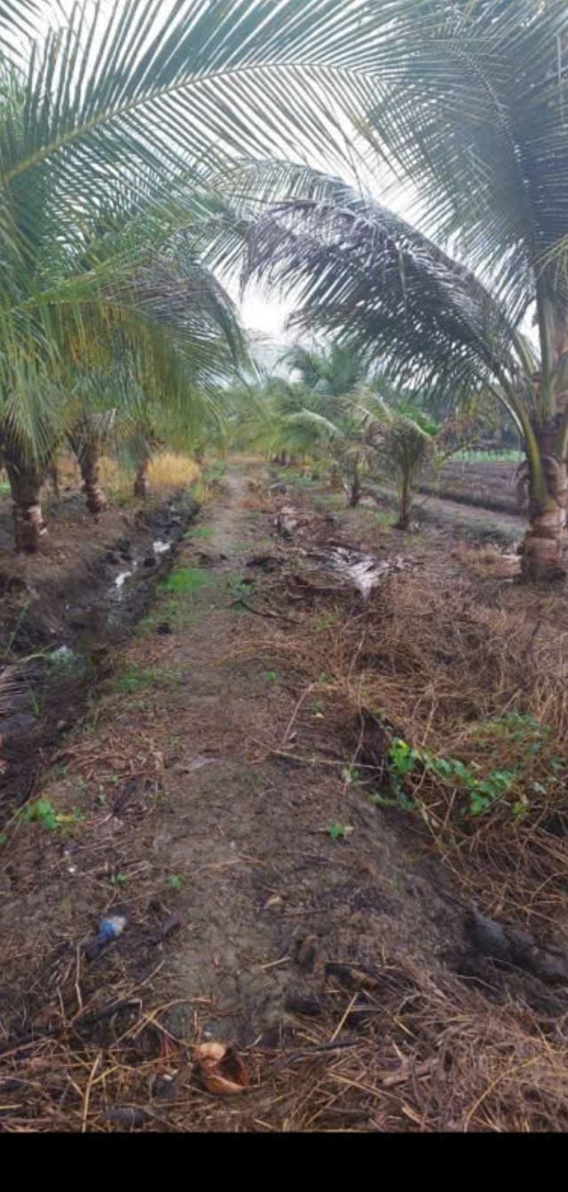 Đất mặt tiền Bà 4 Gạo, Tháp Mười 1096m² giá 3 tỷ - Cơ hội đầu tư hấp dẫn!