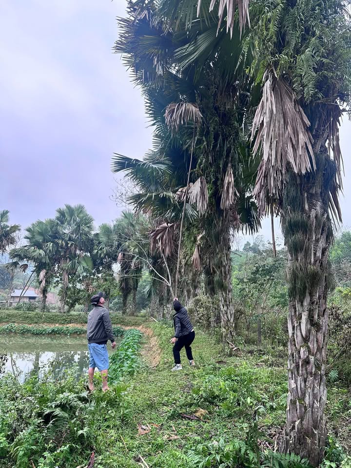 Đất nền xóm mới Lương Nha 2514m² giá chỉ 2 tỷ - Lô góc 2 mặt tiền