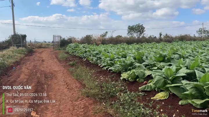 Đất Farm 13ha tại xã Cư M'gar, Đắk Lắk - Giá chỉ 39 tỷ, sẵn sàng cho đầu tư nông nghiệp!