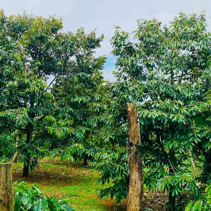 Farm 1,5ha Full Sầu Riêng tại Xã Ea Ral, Đắk Lắk - Giá chỉ 2.8 tỷ!