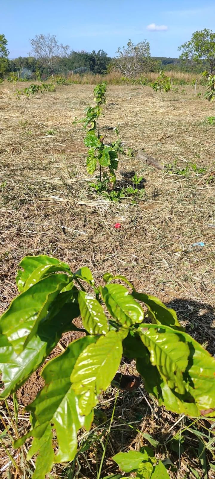 Farm 1ha tại xã Cư KTy, huyện Krông Bông - Giá chỉ 1.3 tỷ, tiềm năng phát triển cao!