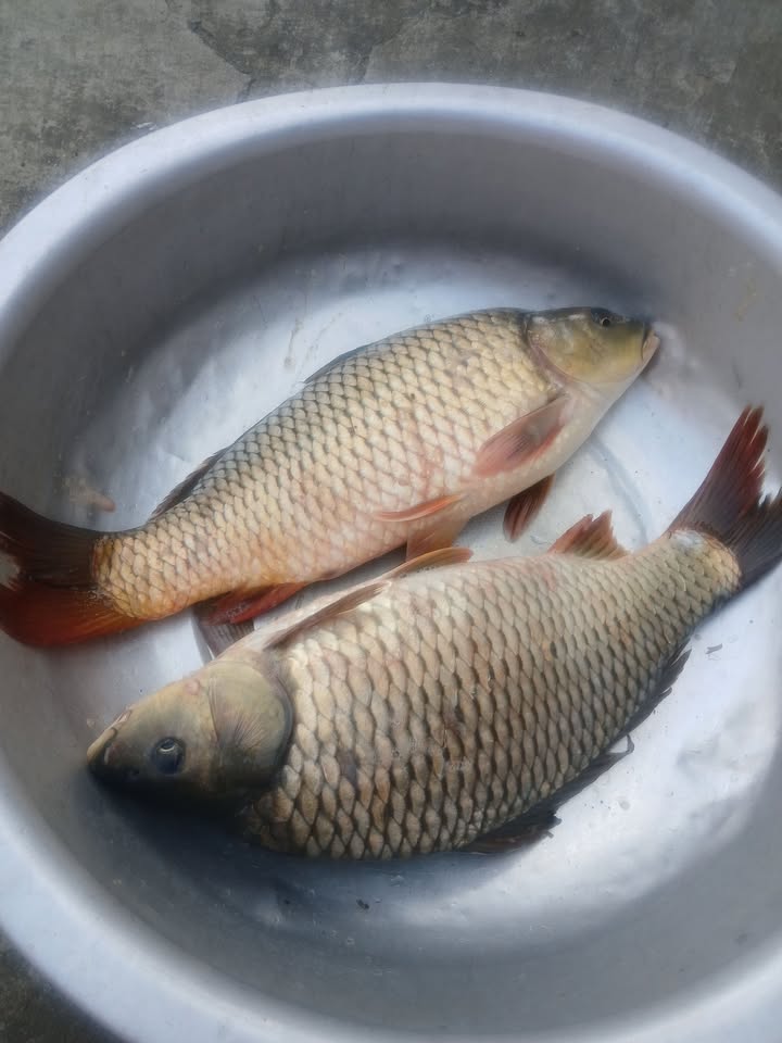 Nhà cho thuê 212 Nguyễn Hữu Cảnh 30m² giá chỉ 2.3 triệu - Không gian thoải mái, dễ chịu!