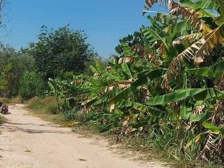 Đất thổ cư 1000m² tại Năm Trại, Long Hoa, Tây Ninh - Giá 600 triệu, sẵn sầu riêng!