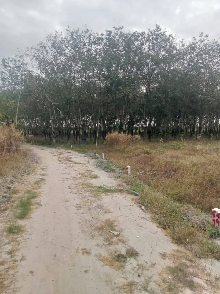 Đất nền xã Tân Phong, huyện Tân Biên 175m² - Sổ hồng, giá tốt 9 tỷ!