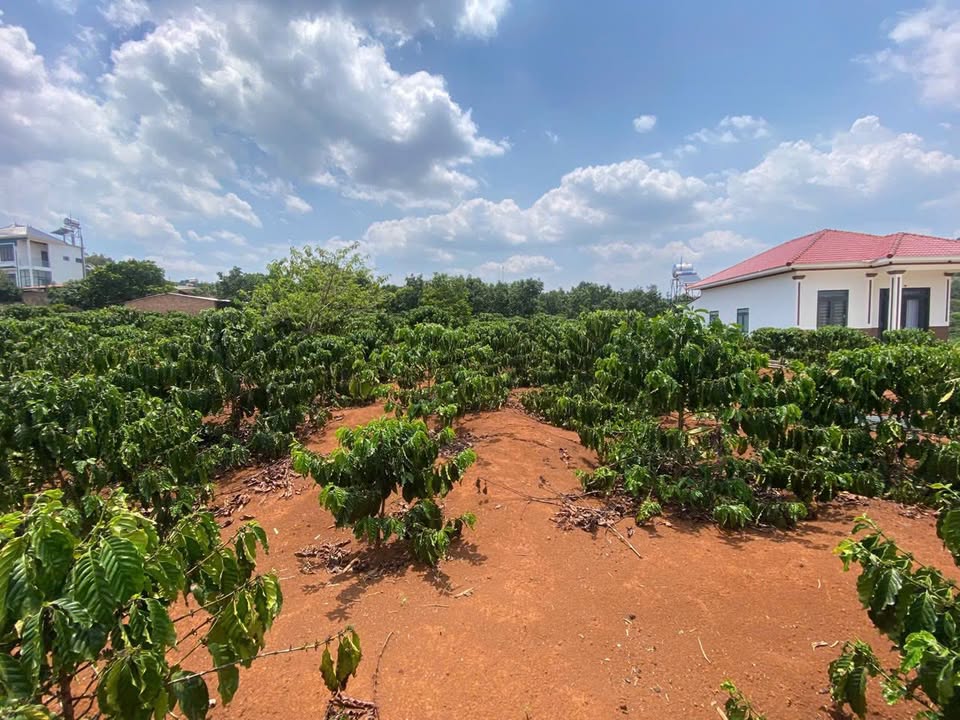 Đất nền Thị trấn Nam Ban 987m² giá 2.3 tỷ - Mặt tiền nở hậu hấp dẫn!