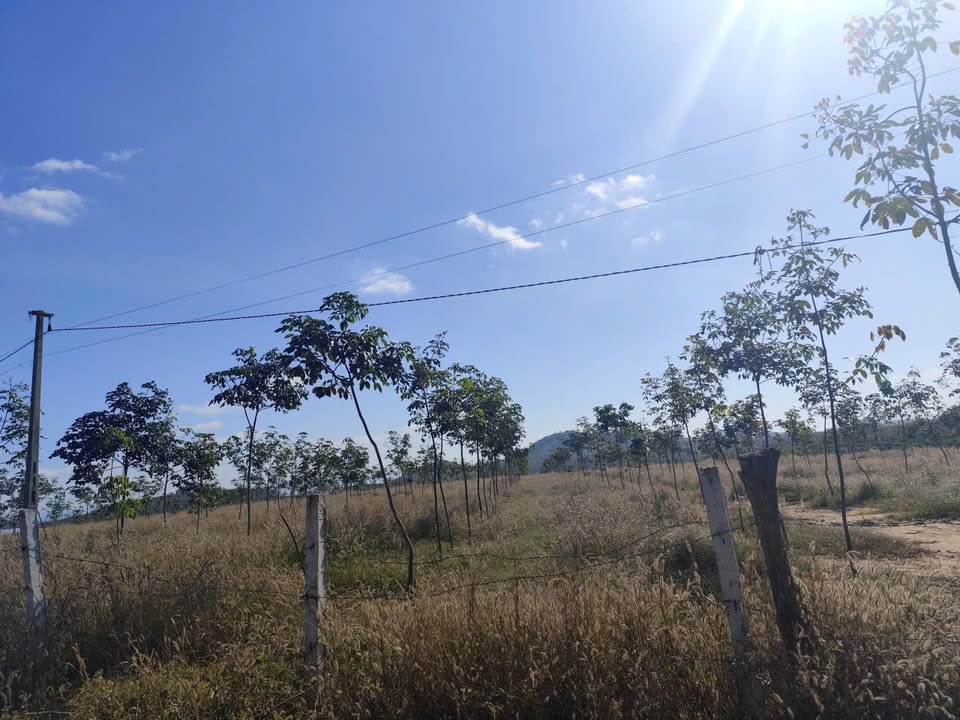 Bán lô cao su 90.000m² tại Đắk Tô, Kon Tum - Giá chỉ 14 tỷ!