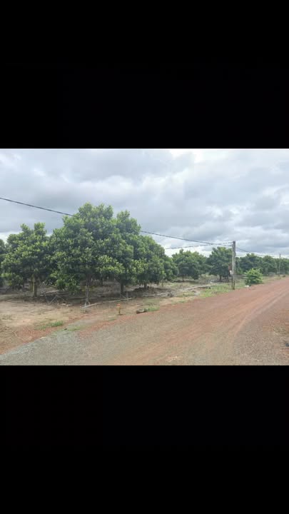 Đất vườn Ấp Đông Hà, Tân Châu 2162.8m² giá 1 tỷ - Đầu tư sinh lời ngay!