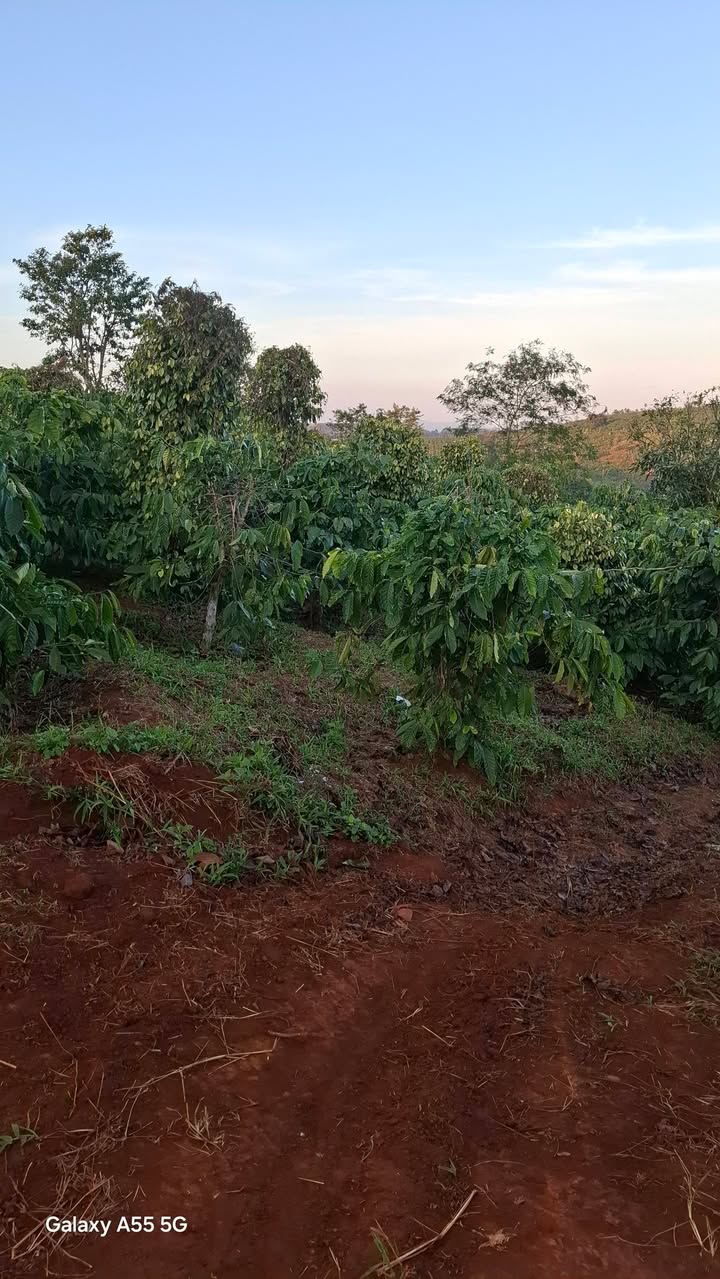 Farm 67.000m² tại thôn 5, Xã Ea H'leo - Giá 1,675 tỷ - Đầu tư sinh lời hấp dẫn!