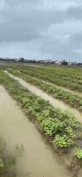 Đất trồng cây An Mỹ, Cẩm Châu 420m² giá 1 tỷ - Cơ hội đầu tư tuyệt vời!