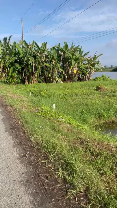 Đất nền 80m² tại xã Tân Phú, huyện Châu Thành, Đồng Tháp - Giá chỉ 365 triệu!