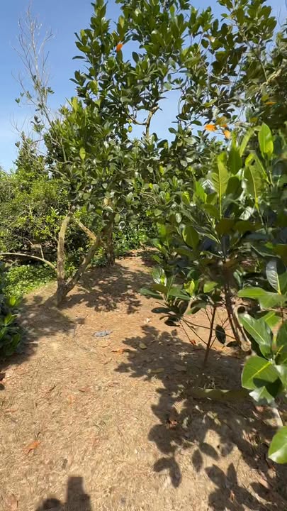 Đất nền Xã Thiện Trung, Cái Bè 2 công giá 1.250 tỷ - Cơ hội đầu tư tuyệt vời!