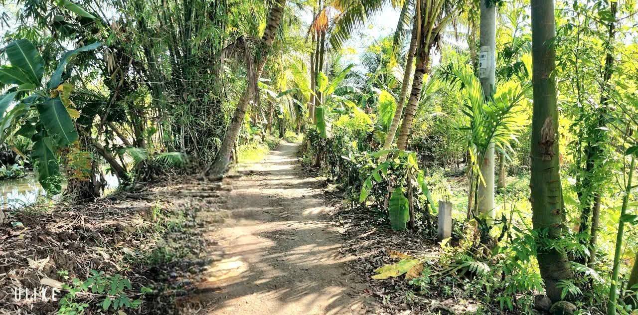 Bán Đất Thổ Cư Liền Kề Tỉnh Lộ 917, Phong Điền 147.5m² - Cơ Hội Đầu Tư Hiếm Có!