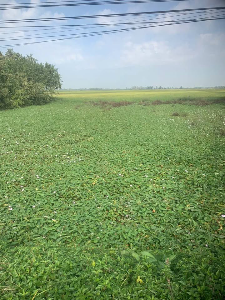 Đất Hưng Hội Bạc Liêu 1.064,6m² giá 9.5 triệu/m ngang - Cơ hội đầu tư hấp dẫn!