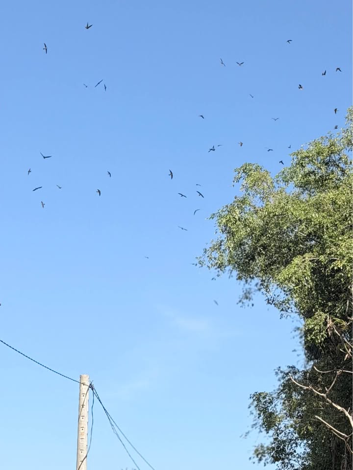 Đất nền Lý Chính Thắng, phường Hội Phú, 120m² giá 600 triệu - Đất bằng phẳng, khu dân cư đông đúc!