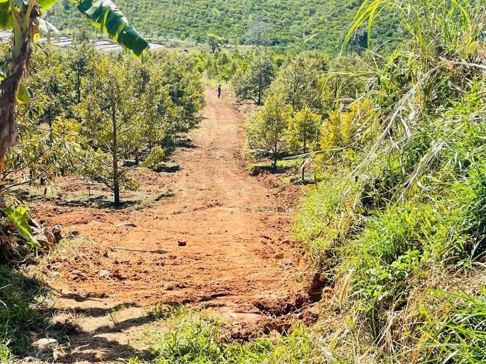 Farm 3ha Xã Sơn Hạ, Huyện Sơn Hà - Đầu tư nông nghiệp tiềm năng!