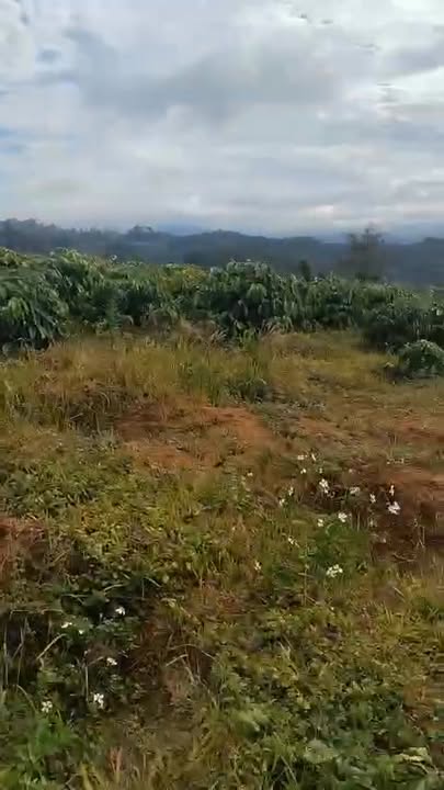 Đất nền Đà Loan 7000m² giá 1 tỷ - Sổ hồng chính chủ, cơ hội đầu tư tuyệt vời!