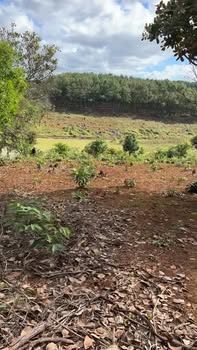 Đất nền xã Ia Sao, huyện Ia Grai 15,000m² giá chỉ 600 triệu - Cơ hội đầu tư vàng!