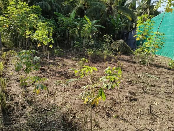 Đất nền Phường Phước Hậu, Vĩnh Long 250m² giá 1 tỷ - Cơ hội đầu tư hấp dẫn!