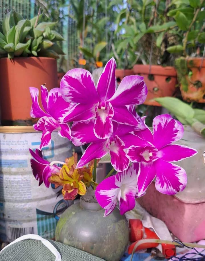 Đất nền Làng chài Tân Thành Đà Nẵng 110m² giá 7 tỷ - Cơ hội đầu tư hấp dẫn!