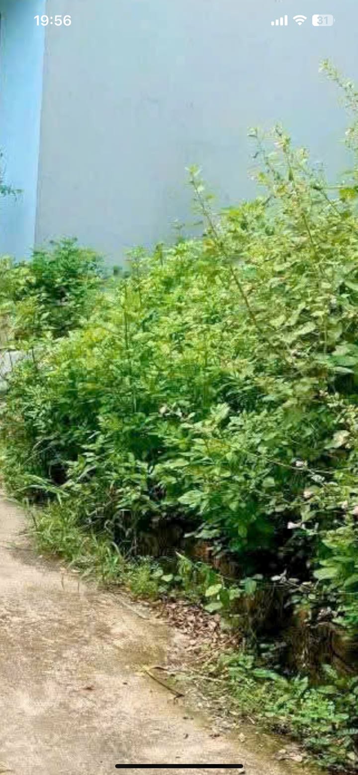 Căn hộ Vân Nội Đông Anh 43m² giá 2 tỷ - Tiện ích đầy đủ trong tầm tay!