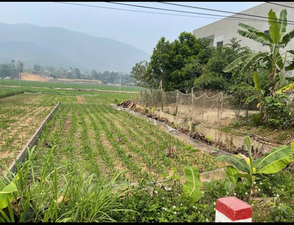 Đất thổ cư 200m² tại Tu Vũ, Phú Thọ - Mặt tiền 10m, đầu tư lý tưởng!