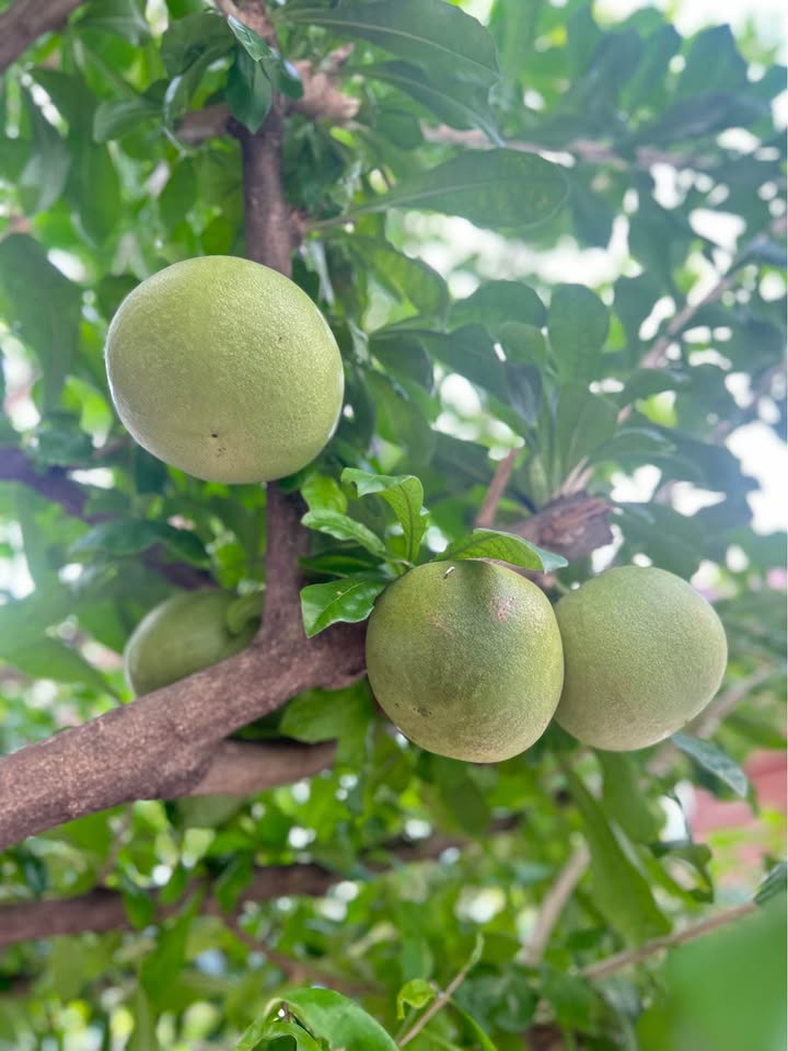 Nhà cho thuê hẻm Lê Hồng Phong, Vũng Tàu 8 phòng ngủ - Đầu tư sinh lời ổn định!