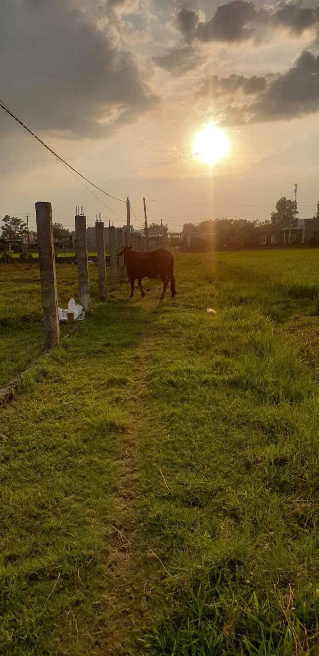 Đất thổ cư Hòa Khánh Đông 138m² giá 800 triệu - Sổ đỏ chính chủ, gần QL N2!