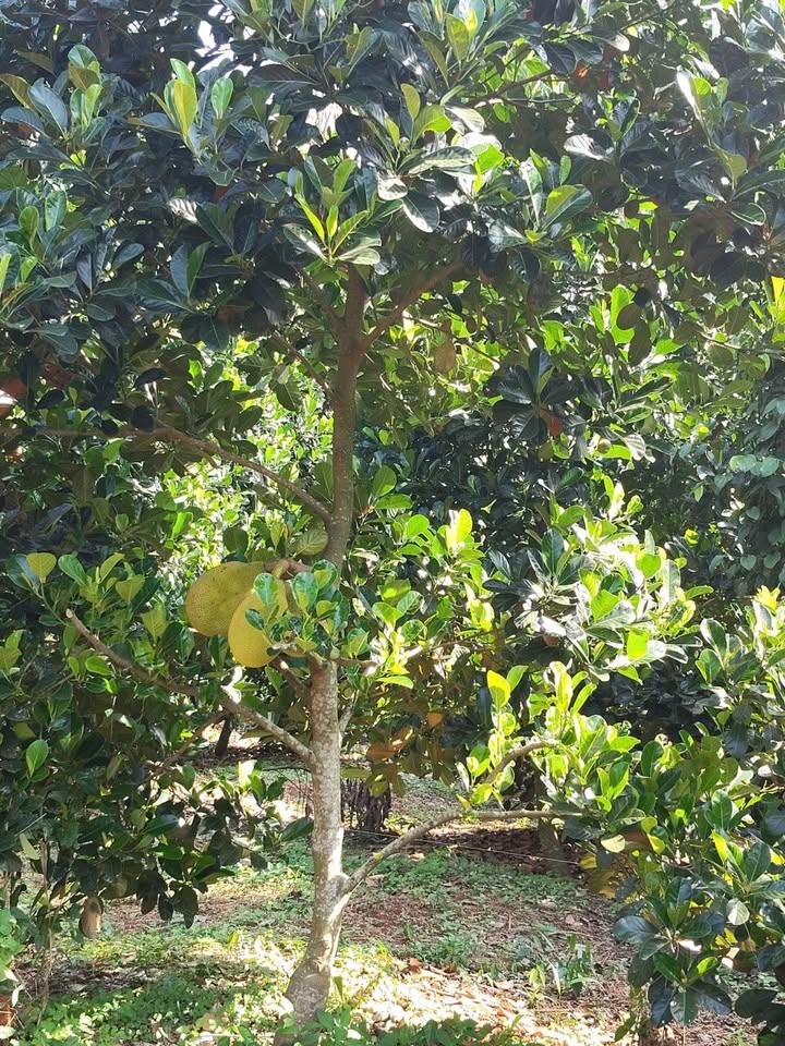 Đất nền Xà Bang, Châu Đức - 170m² giá 420 triệu - Pháp lý rõ ràng, sổ hồng