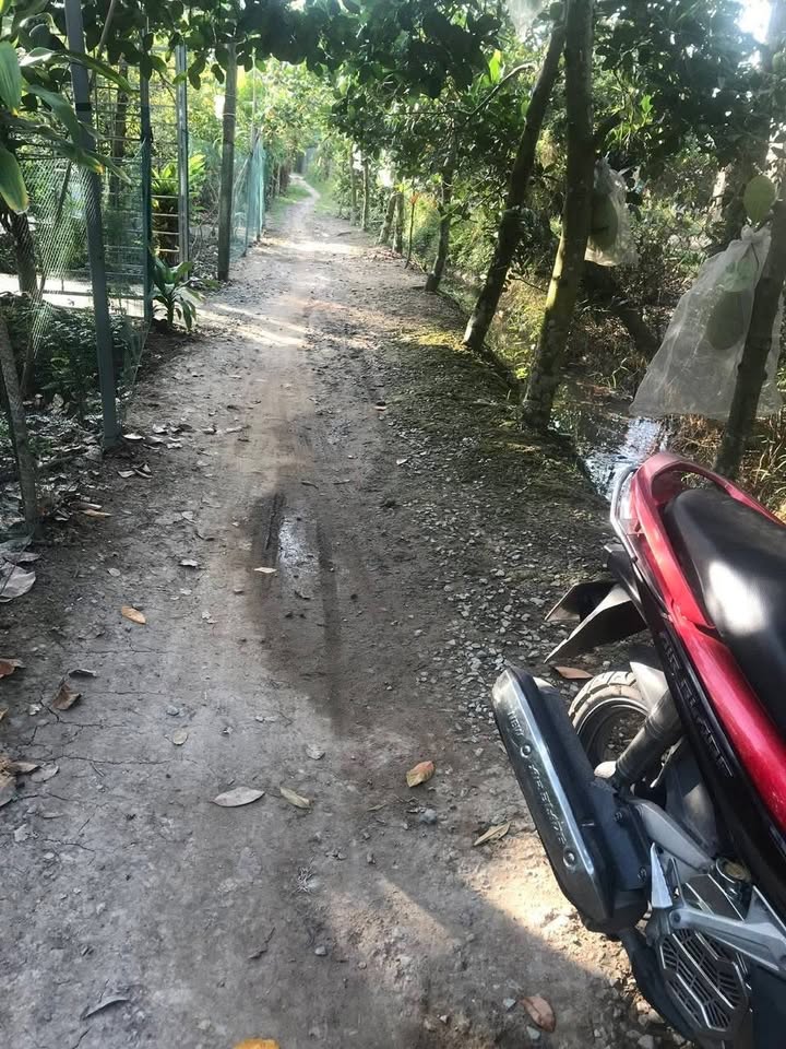 Đất trồng sầu riêng tại Cai Lậy 855m² giá 870 triệu - Đầu tư sinh lời hấp dẫn!