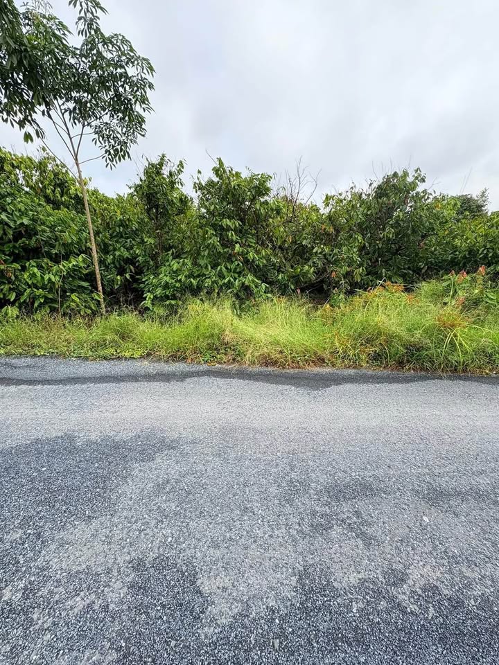 Đất nền Cái Thia, Tiền Giang 500m² giá 980 triệu - Sổ hồng chính chủ, thương lượng ngay!