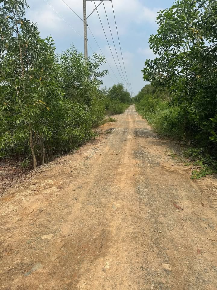 Đất nền Khu phố 3 Thị trấn Mỹ Phước 250m² giá 190 triệu - Cơ hội đầu tư hấp dẫn!