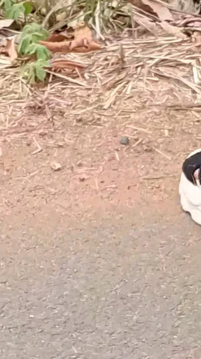 Đất nền 1000m² tại Xã Láng Lớn, Huyện Châu Đức - Giá chỉ 2.1 tỷ, Sổ hồng chính chủ!