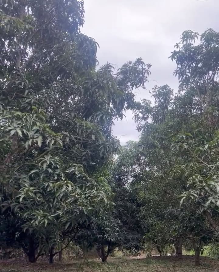 Farm Cam Hiệp Bắc 2300m² giá 7xx triệu - Đầu tư sinh lời với vườn xoài cho thu hoạch