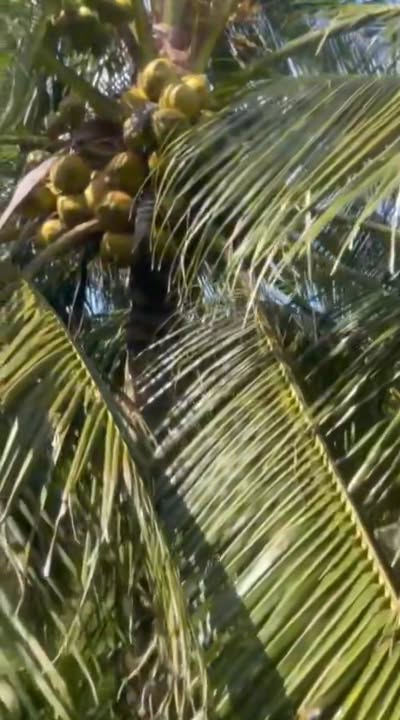 Đất vườn dừa Tân Hưng, Ba Tri 1090m² giá 3.7 tỷ - Thu hoạch ngay lập tức!