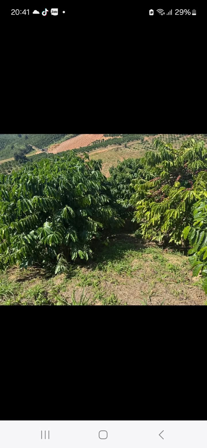 Lô đất cà phê tại Đạ Đờn, Lâm Hà 23.000m² giá chỉ 1,2 tỷ - Cơ hội đầu tư tuyệt vời!