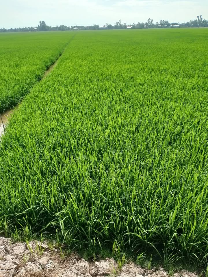 Đất ruộng 13.500m² xã Mỹ Hiệp, Cao Lãnh - Giá chỉ 2.902 tỷ, thương lượng trực tiếp!