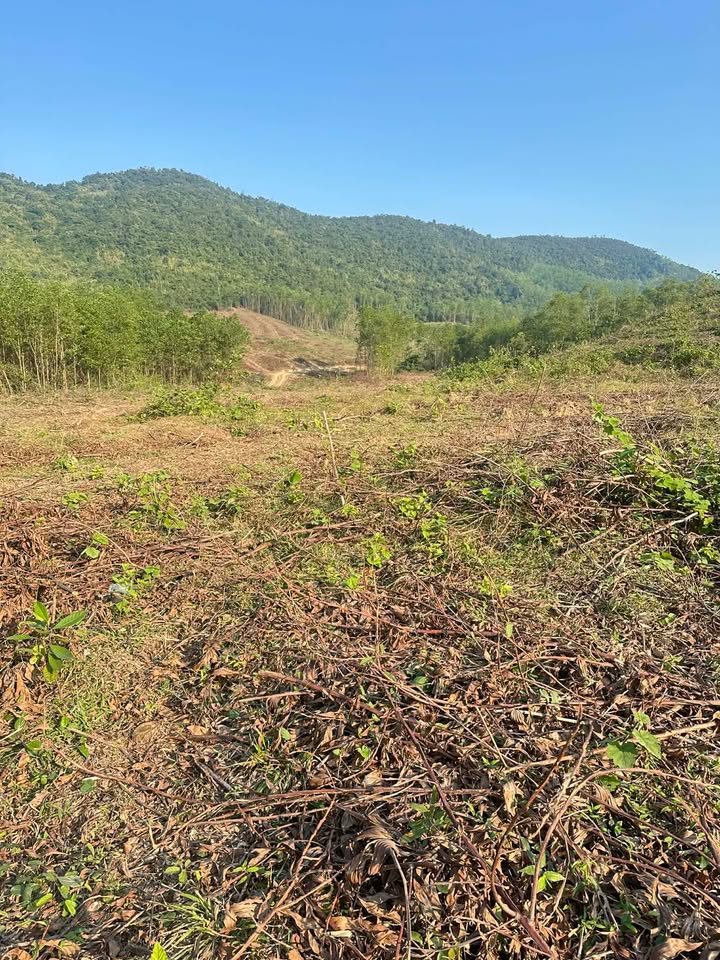 Đất rừng sản xuất 4,5ha tại xã Hải Long, huyện Như Thanh - Cơ hội đầu tư hấp dẫn!