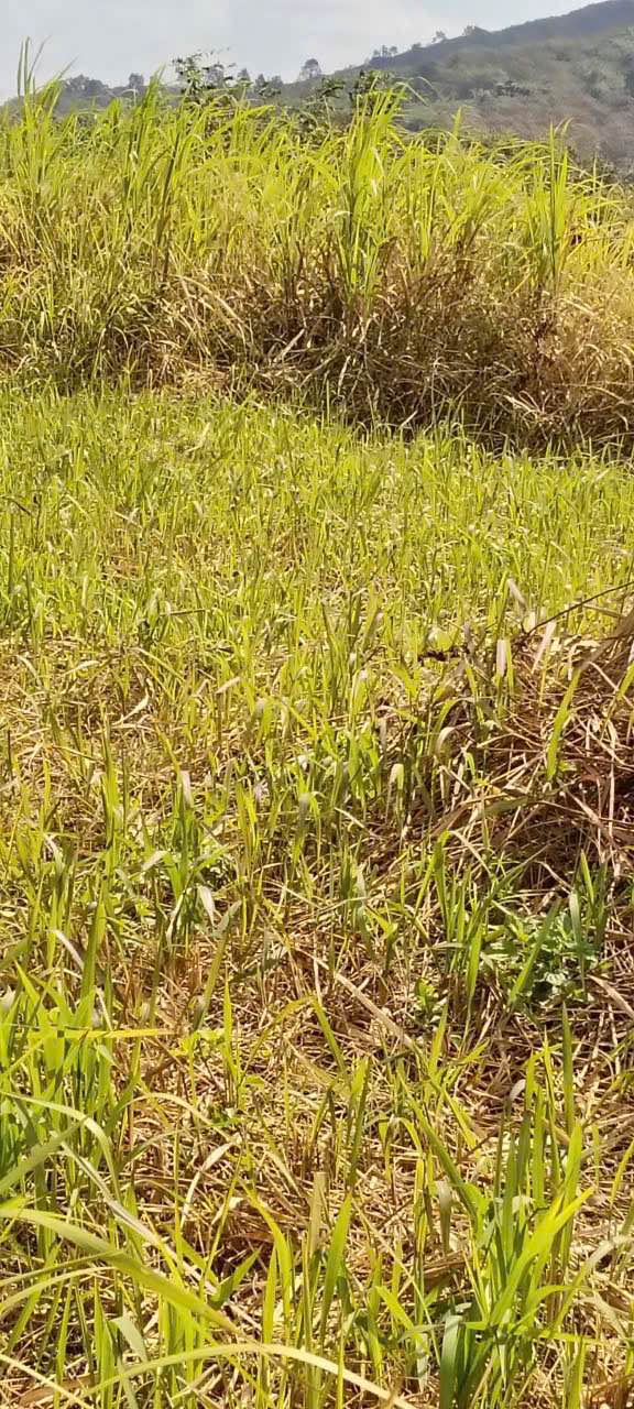 Đất Hòa Phú, Buôn Ma Thuột 1,6ha giá 1,45 tỷ - Đầu tư sinh lời ngay!