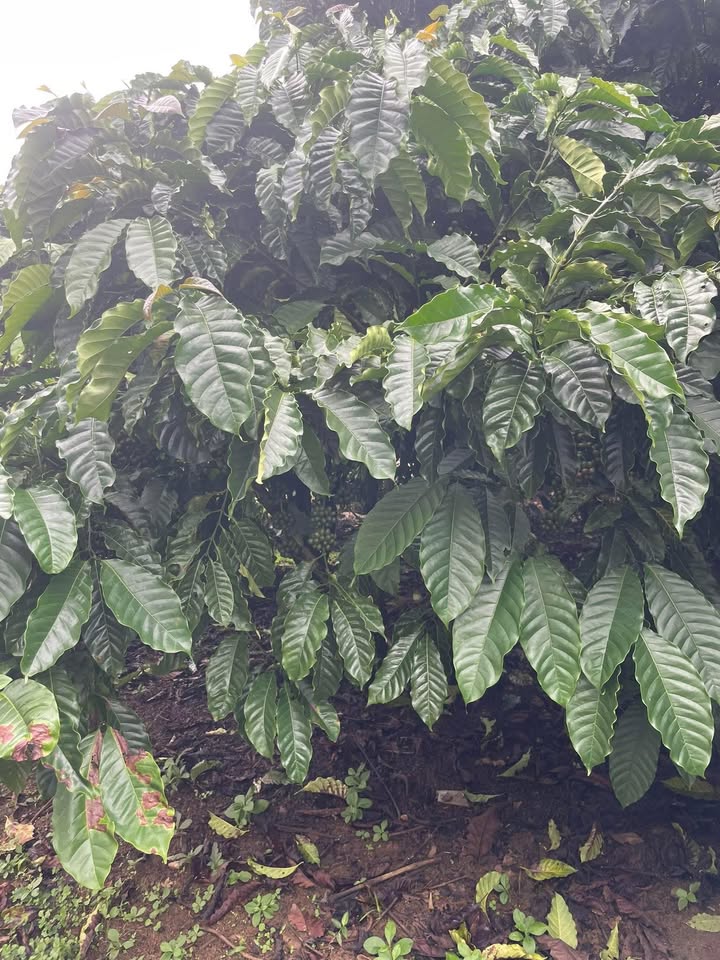 Đất nền Hòa Bắc, Di Linh, Lâm Đồng 10.000m² giá 4 tỷ - Cơ hội đầu tư sinh lời!