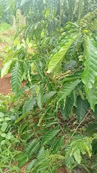 Đất nền 1,8ha tại Quảng Sơn, Lâm Đồng giá 4,2 tỷ - Đặc điểm lý tưởng cho đầu tư