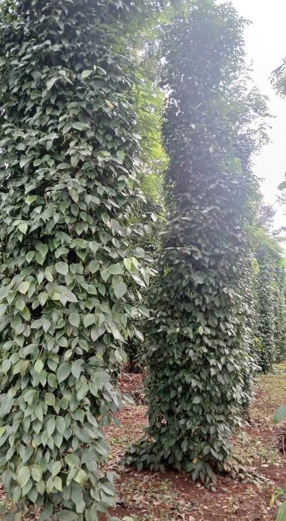 Đất đẹp 3 sào tại phường Thành Nhất, Buôn Ma Thuột giá 2.8 tỷ - Đầu tư sinh lời ngay!