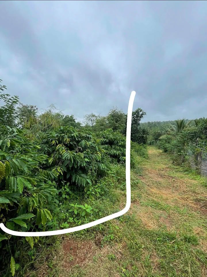 Đất nền 3,4 sào tại Xã Hòa Thuận, Buôn Ma Thuột giá 2.55 tỷ - Cơ hội đầu tư hấp dẫn!