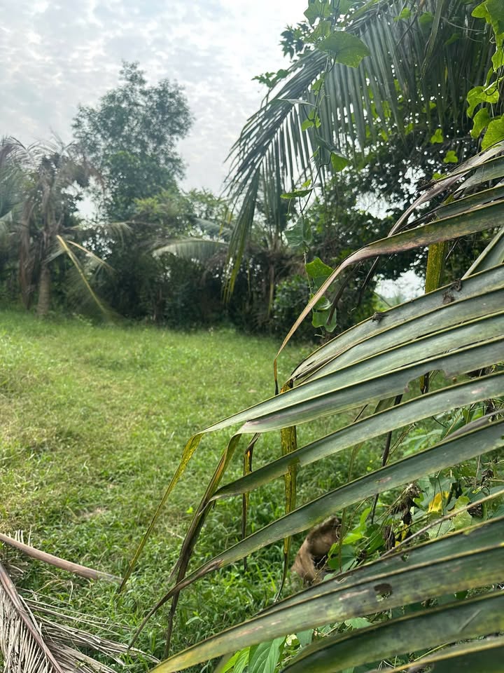 Đất nhà vườn mặt tiền đường Kênh B, xã Bình Chánh 1000m² giá 5.5 tỷ - Đầu tư sinh lời ngay!