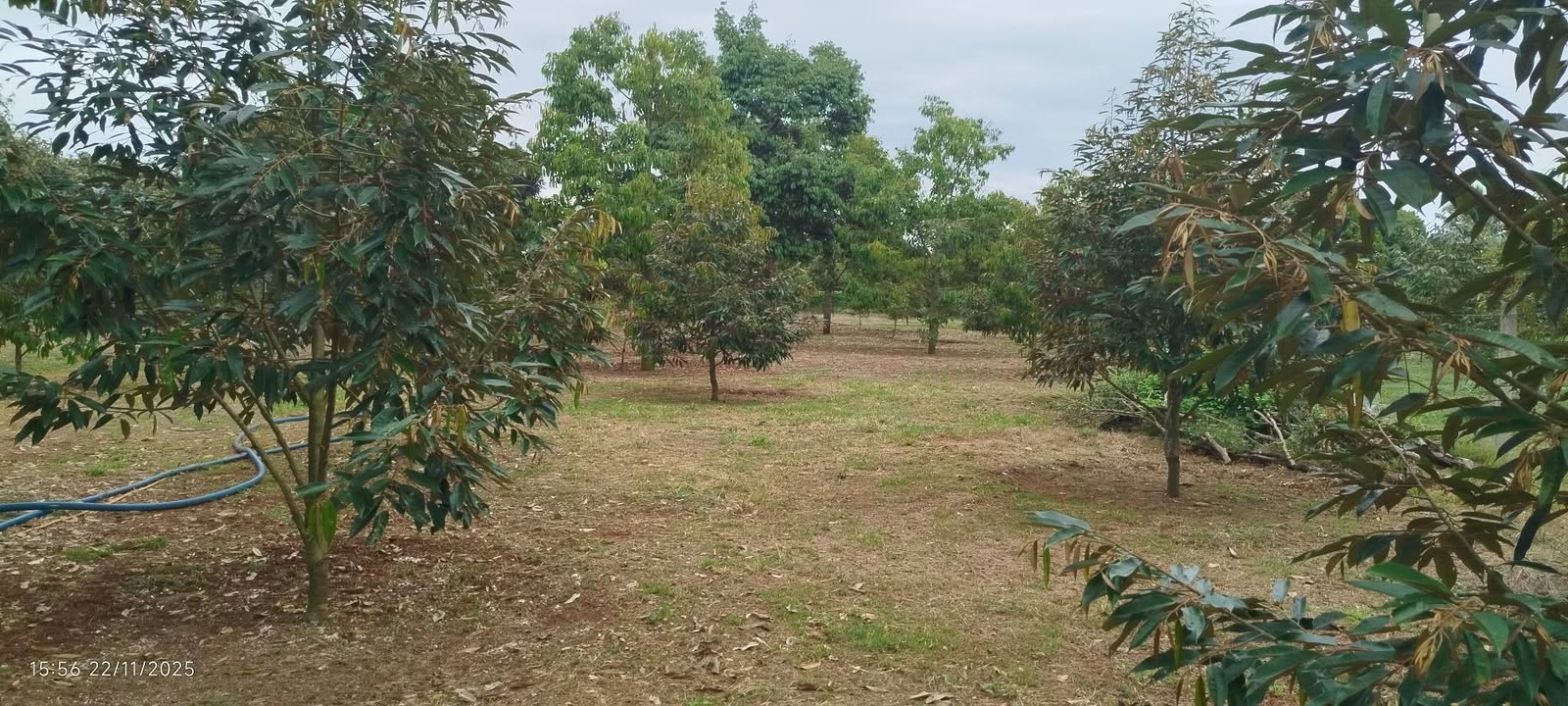 Đất Farm 3 Sào Sầu Riêng tại Xuân Bảo, Cẩm Mỹ giá 3 tỷ - Tiềm năng sinh lời cao!